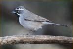 Texas<BR>Black-throated Sparrow