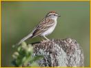 First Winter<BR>Chipping Sparrow