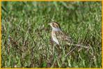Nonbreeding <BR>Clay-colored Sparrow
