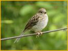 Juvenile <BR>Field Sparrow