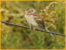 Gray <BR>Field Sparrow