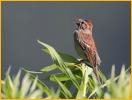 Rufous <BR>Field Sparrow