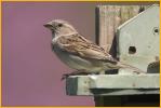 Female <BR>House Sparrow