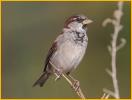 Nonbreeding<BR>House Sparrow