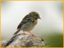 Juvenile <BR>Savannah Sparrow
