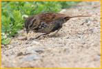 Juvenile California Coast <BR>Song Sparrow