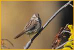 Juvenile Eastern <BR>Song Sparrow