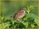 Eastern<BR>Song Sparrow