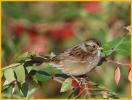 Nonbreeding <BR>Swamp Sparrow