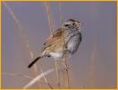 Female <BR>Swamp Sparrow
