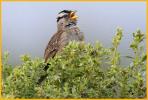 Pacific <BR>White-crowned Sparrow