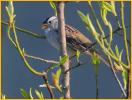 East Taiga <BR>White-crowned Sparrow