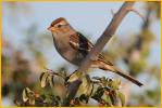 First Winter Interior West<BR>White-crowned Sparrow