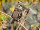 First Winter West Taiga<BR>White-crowned Sparrow