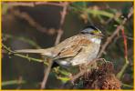First Winter <BR>White-throated Sparrow