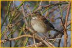 Tan-striped <BR>White-throated Sparrow