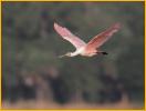 Second Year<BR>Roseate Spoonbill