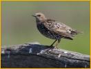 Juvenile<BR>European Starling