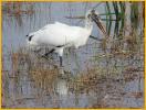 Second Year<BR>Wood Stork