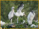 Wood Stork and Chicks