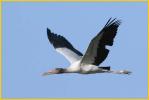Juvenile<BR>Wood Stork