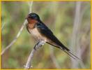 Female<BR>Barn Swallow
