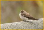 Northern Rough-winged Swallow<BR>Fledgling