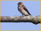 Juvenile <BR>Northern Rough-winged Swallow