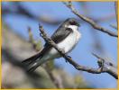 Female<BR>Tree Swallow