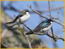 Male and Female<BR>Tree Swallows