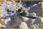 Female <BR>Violet-green Swallow