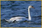 First Winter <BR>Mute Swan