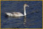 Trumpeter Swan Cygnet