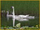 Trumpeter Swan and Cygnet