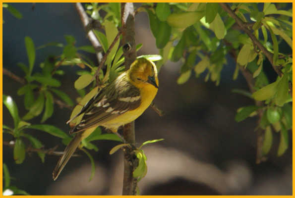 Female <BR>Flame-colored Tanager