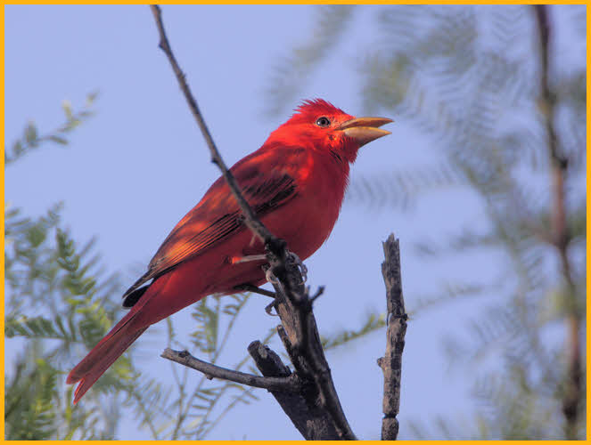 Western<BR>Summer Tanager