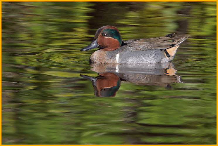 American <BR>Green-winged Teal