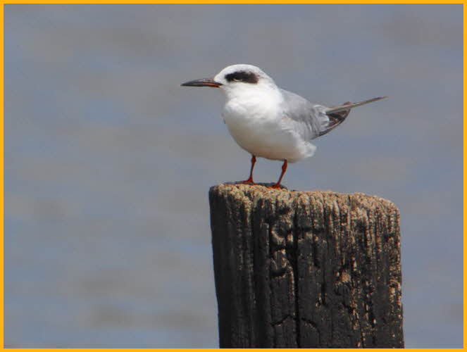 First Year <BR>Forster's Tern