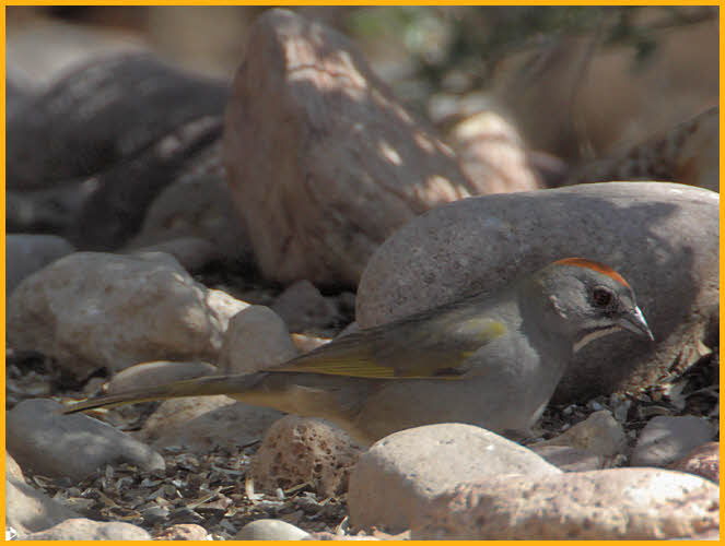 First Winter<BR>Green-tailed Towhee