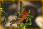 Flame-colored Tanager