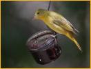 Female Western<BR>Summer Tanager