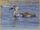 Female <BR>Blue-winged Teal
