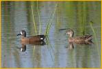 Male and Female<BR>Blue-winged Teal