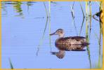 Nonbreeding <BR>Green-winged Teal