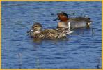 American <BR> Green-winged Teals