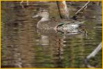 Female<BR>Green-winged Teal
