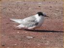 Juvenile<BR>Arctic Tern