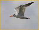 Nonbreeding<BR>Caspian Tern