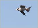 Nonbreeding<BR>Forster's Tern