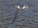 First Winter<BR>Forster's Tern